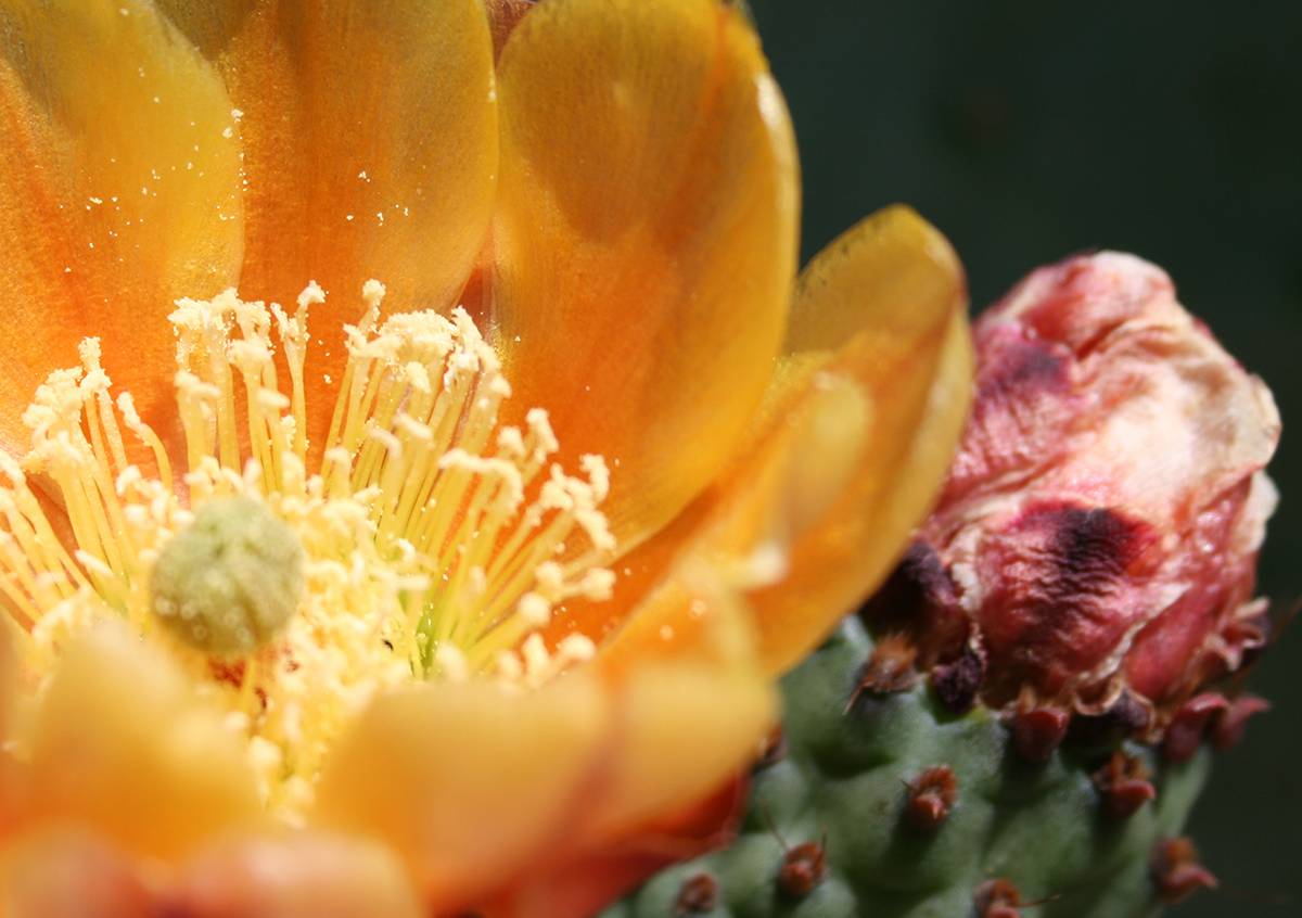 A cactus flower in the American Southwest.