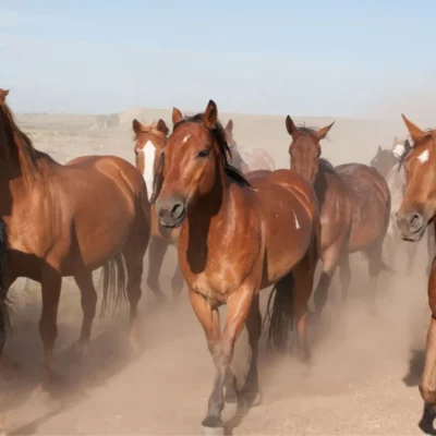 Group of horses trots across dusty ground at Three Peaks Ranch in Boulder, Wyoming.