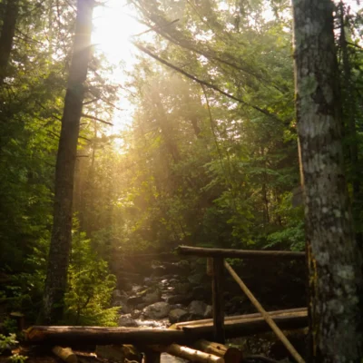Sunlight filters in through the tall evergreen trees near a stream.