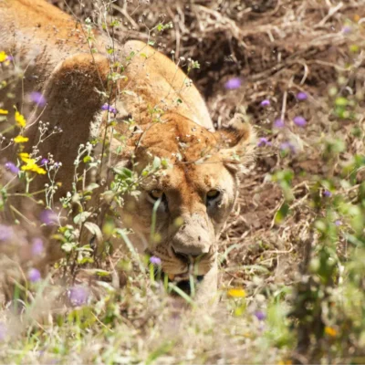 A lion intently directs its focus forward, as it ducks below the grass.