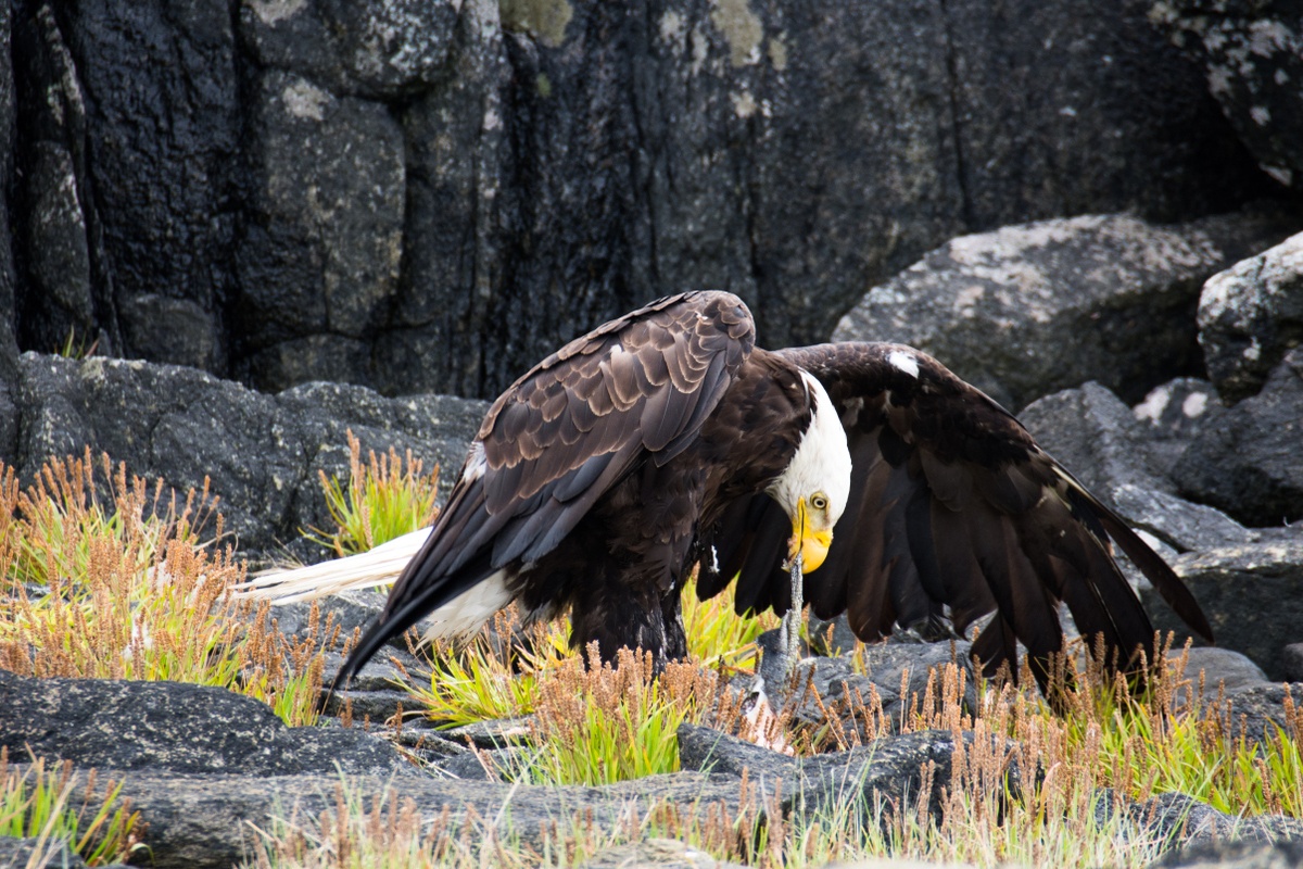 Bald eagle on the ground with wings spread