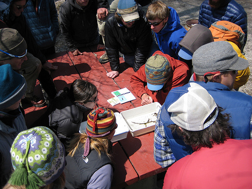 Having an entomology class and matching up flies to corresponding insects. 