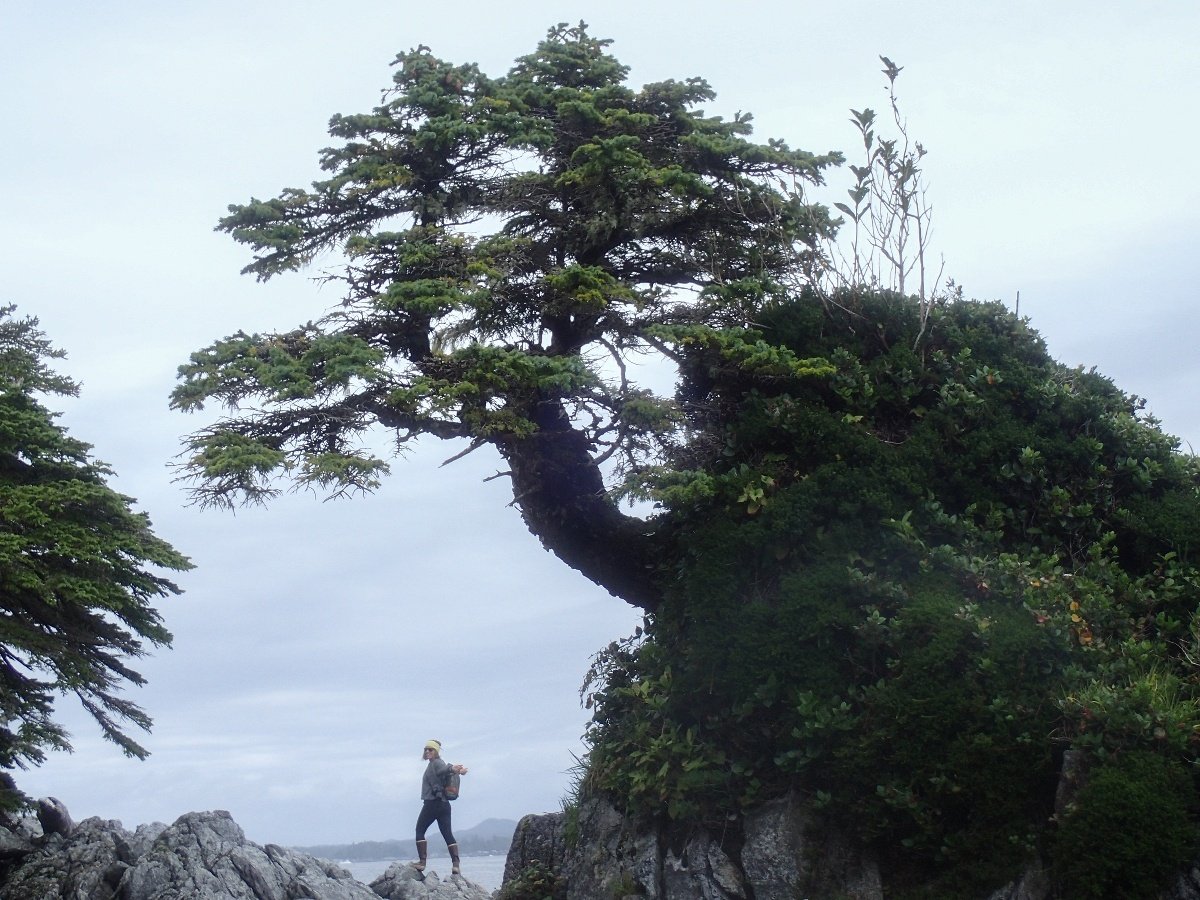 woman stands on rocky coast with gnarled tree leaning over her head