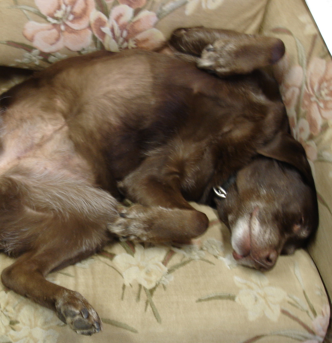 Our beloved Tipper, will accept belly rubs 24 hours a day