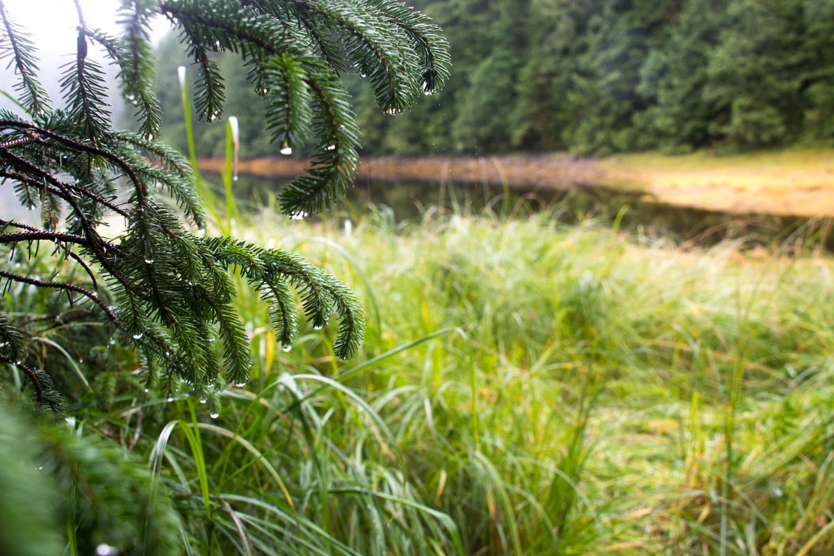 pine tree branches dripping onto green marsh grass on a rainy day