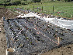 3653646287_f5d2d59804_m