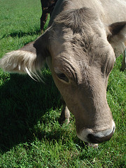 3654443992_ae59b527c3_m