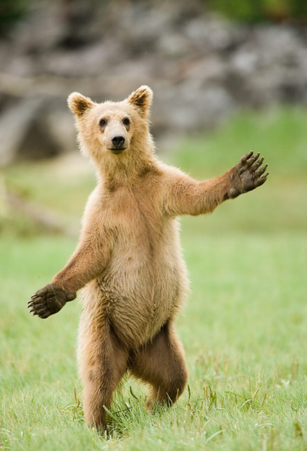 Good bear-relations means yelling in the woods, not rushing in for a hug.