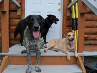 We Love Rolling In Cow Crap