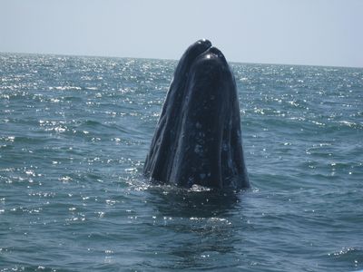 BAJA ALUMNI 2010 Whale Watching 096