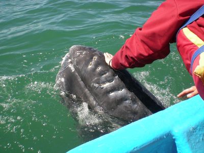 Lynn touching a whale
