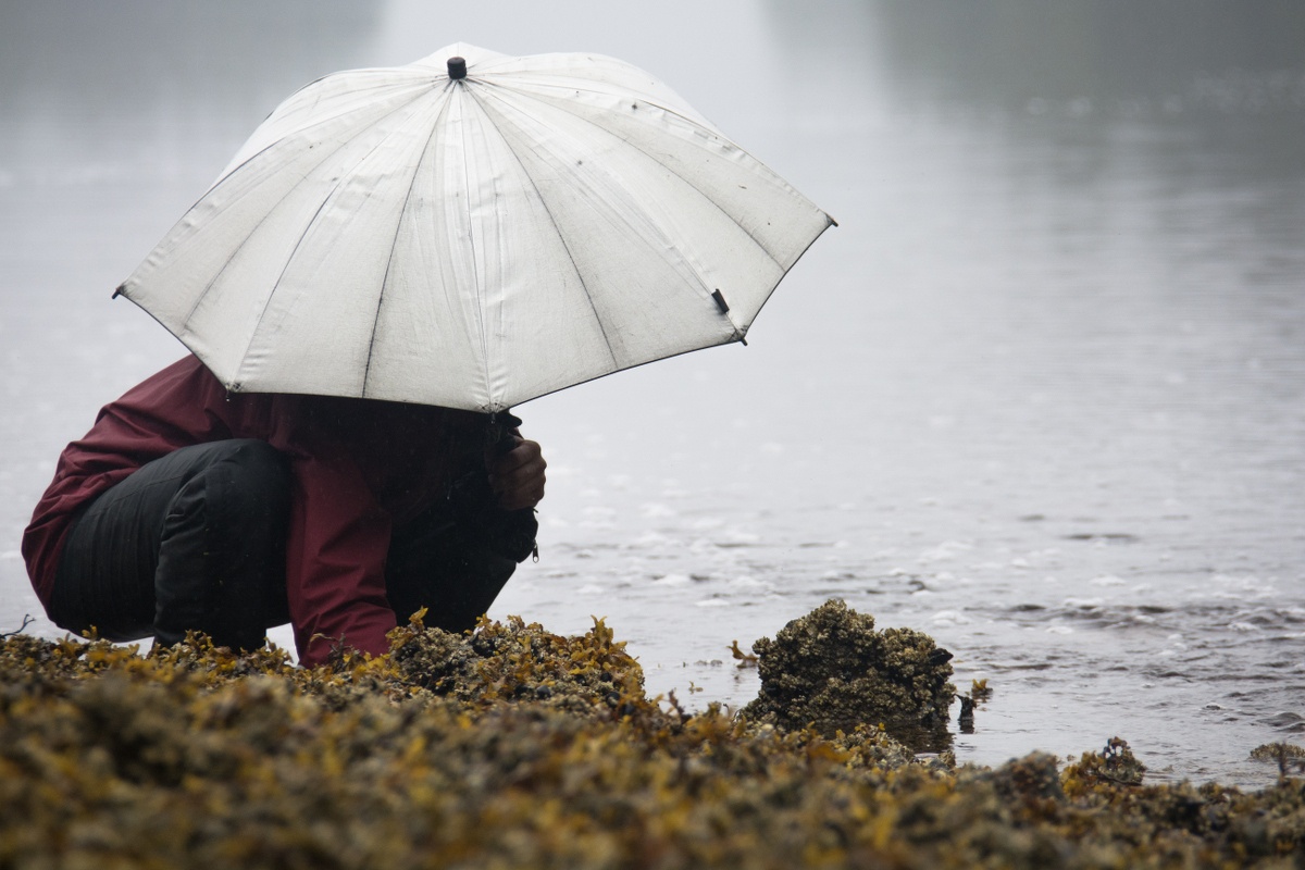 Person wearing maroon shirt and black pants squats on the edge of a tidepool holding a white umbrella overhead