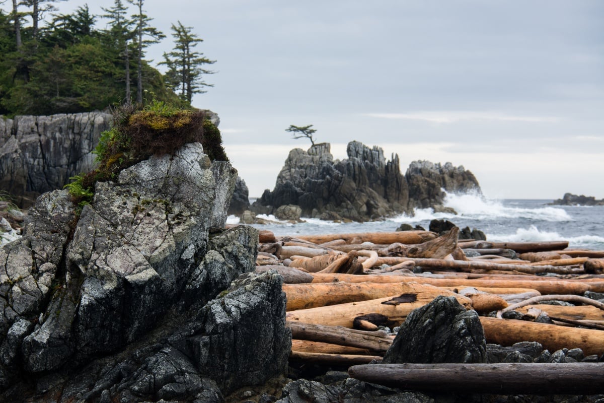 rocky shoreline with scattered trees and raft of large driftwood logs washed up. In the distance, waves crashing against a rocky island