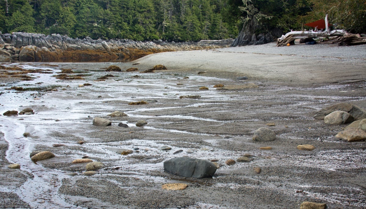 grey sand and scattered rocks at low tide on a shoreline bounded with pines
