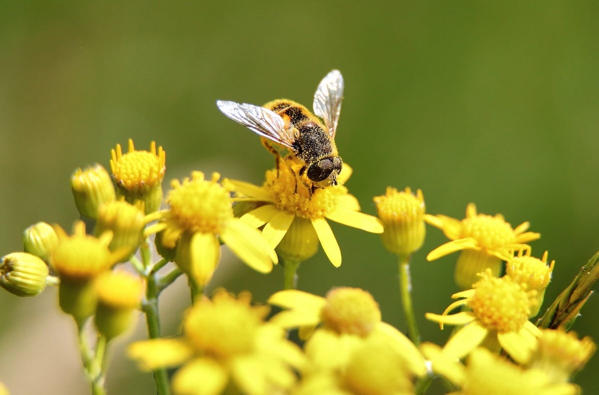Quiz: Allergic Reactions and Anaphylaxis