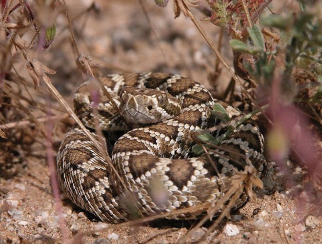 Quiz: Bites and Envenomation