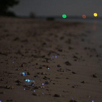 Glittering lights on the beach Photo by Henry Bush