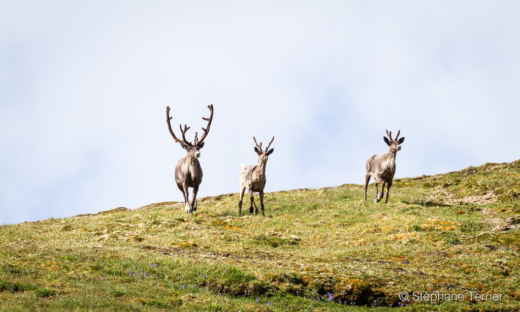 Caribous running