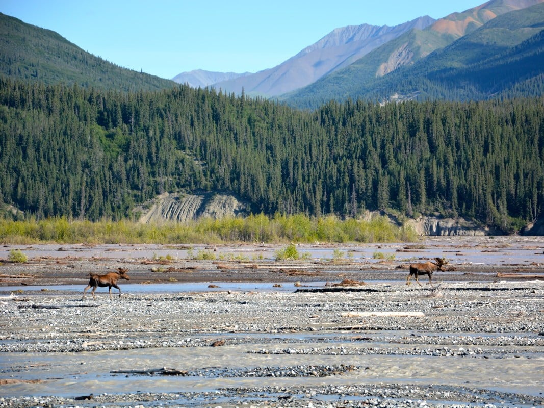 NOLSies At Work: Sustainability & Conservation