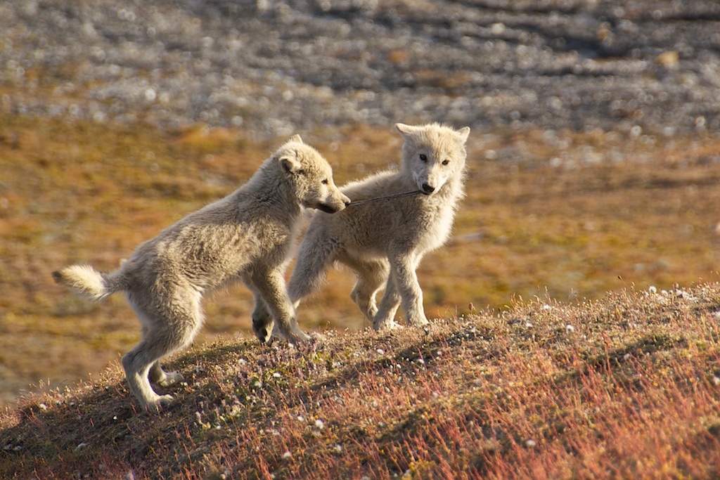 Wolf Pups