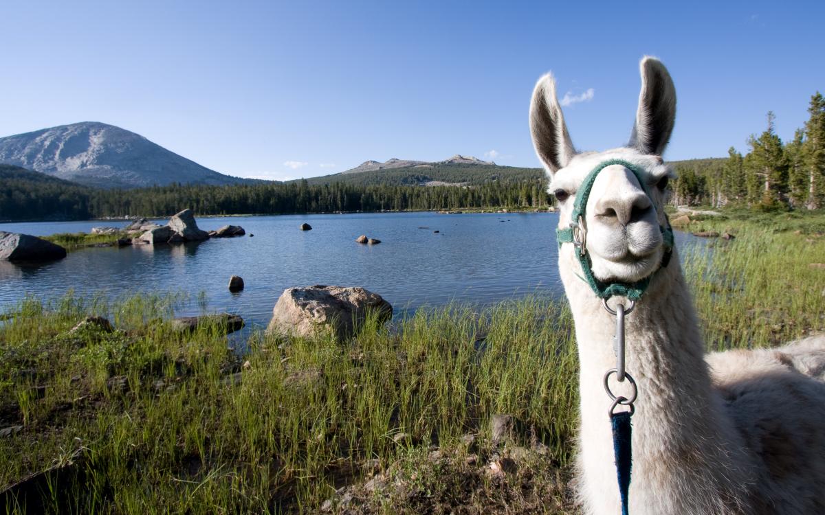 A llama in front of a lake and mountains