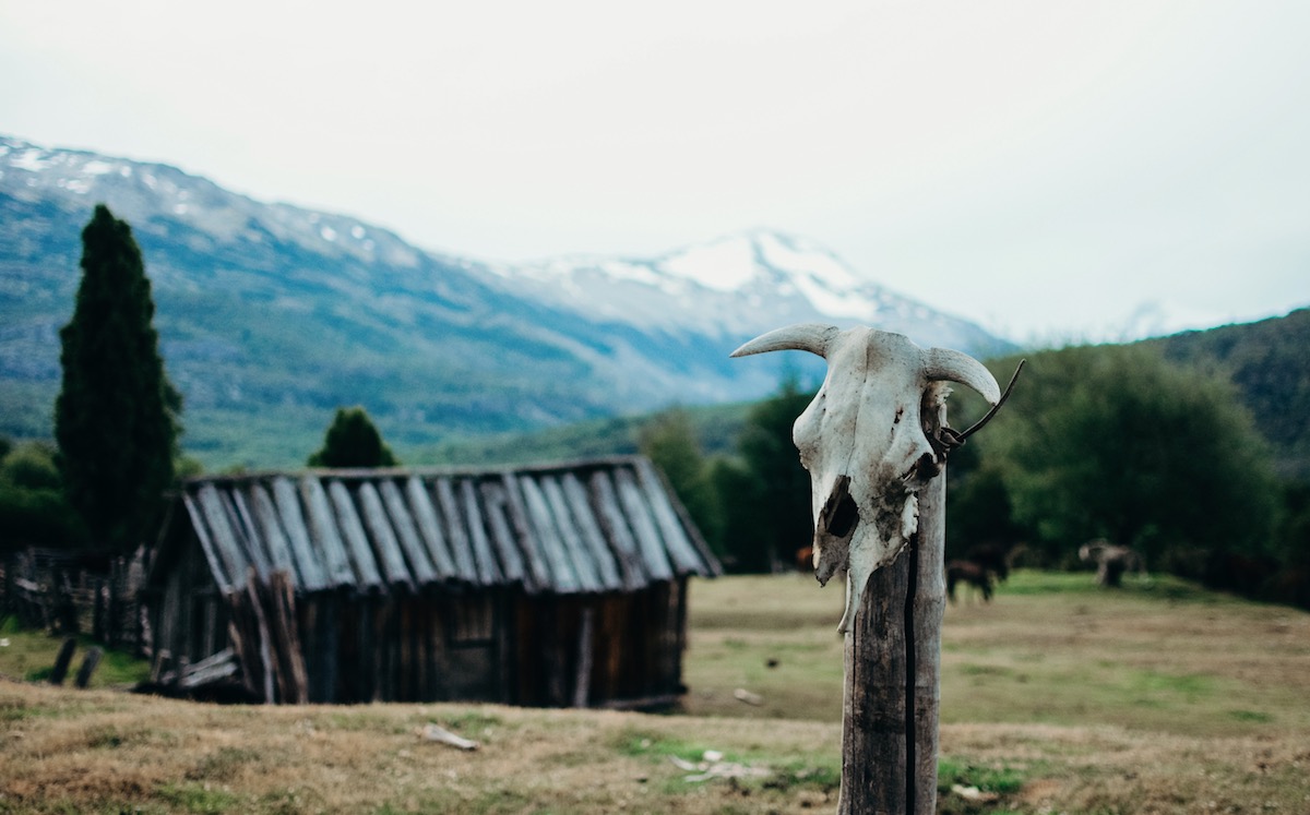 A cow skull rests on a fencepost with Don Heraldo’s campo and livestock in the background.