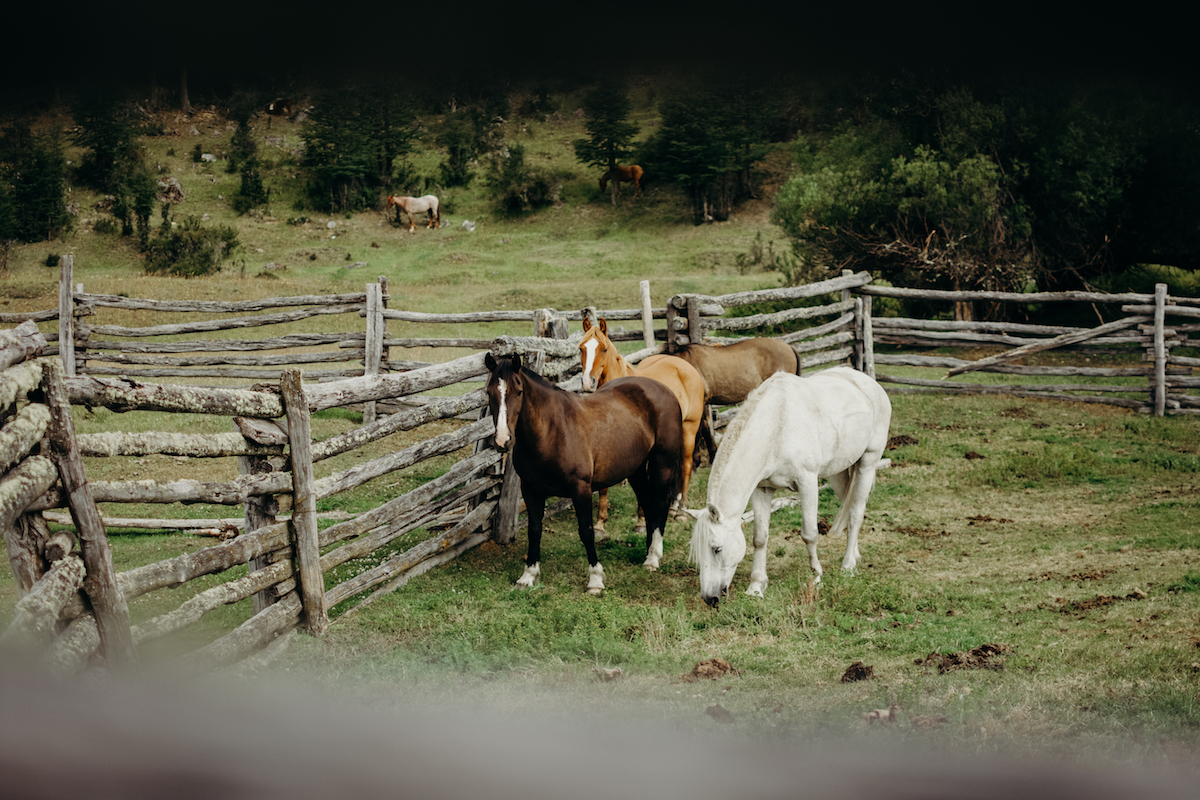 Some of the horses who are used to transport both people and supplies to the remote homestead.