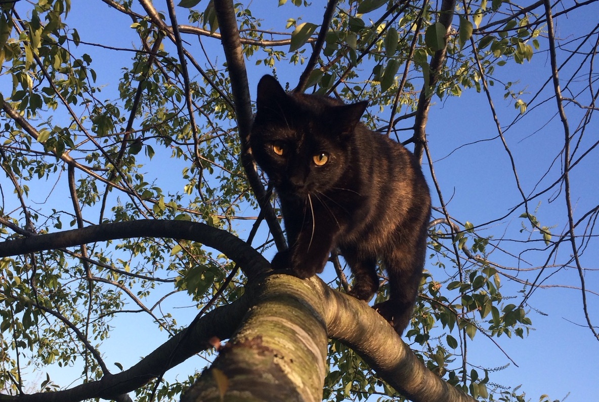 Tree climbing