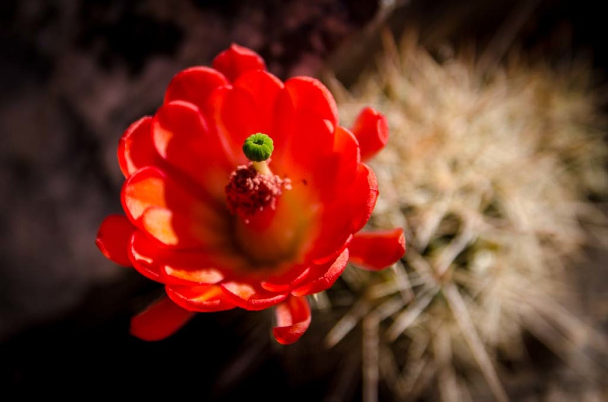 Flower in the Southwest