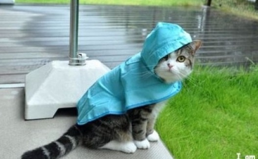 Cat Jacket
