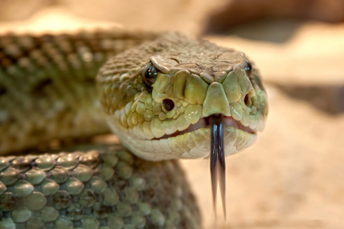 Snakebites: Myth vs. Reality