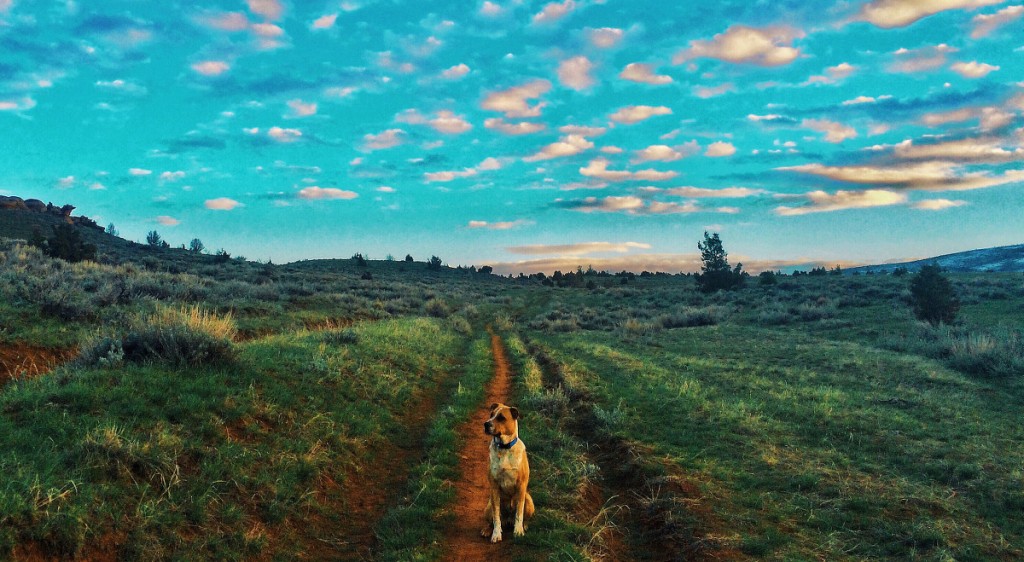libby-gadbois-watson-dog-majestic