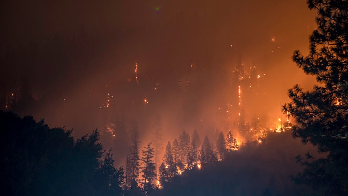wildfire consumes a forest with thick smoke and sparks against blackened pines