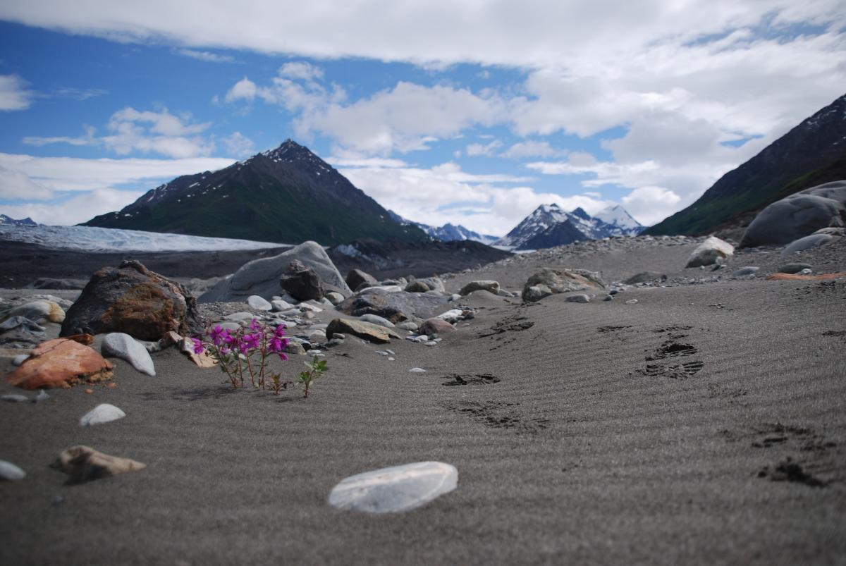 matthew-mcpheeters-alaska-bootprint-beach-flower