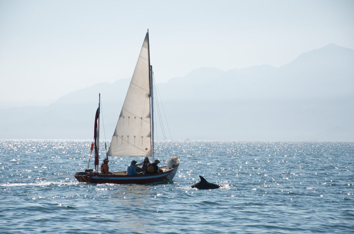 A dolphin playing at the bow of a sailboat in the Sea of Cortez.