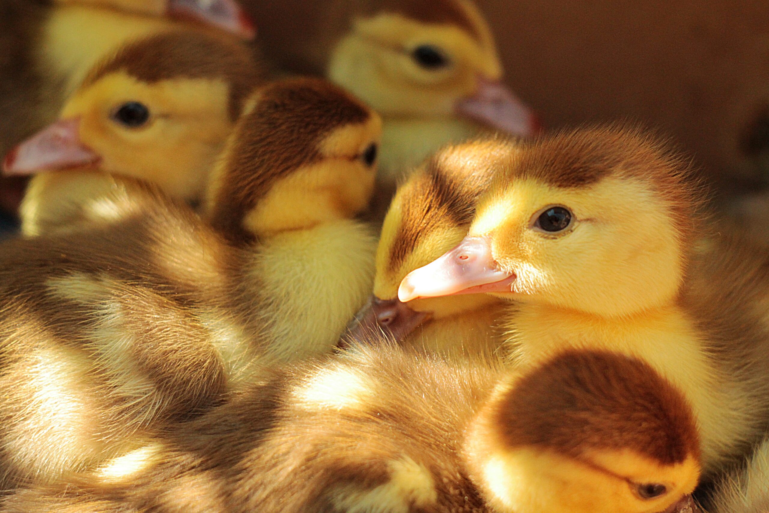 Ducklings