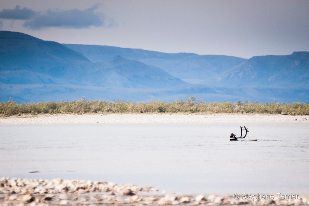 Caribou swimming