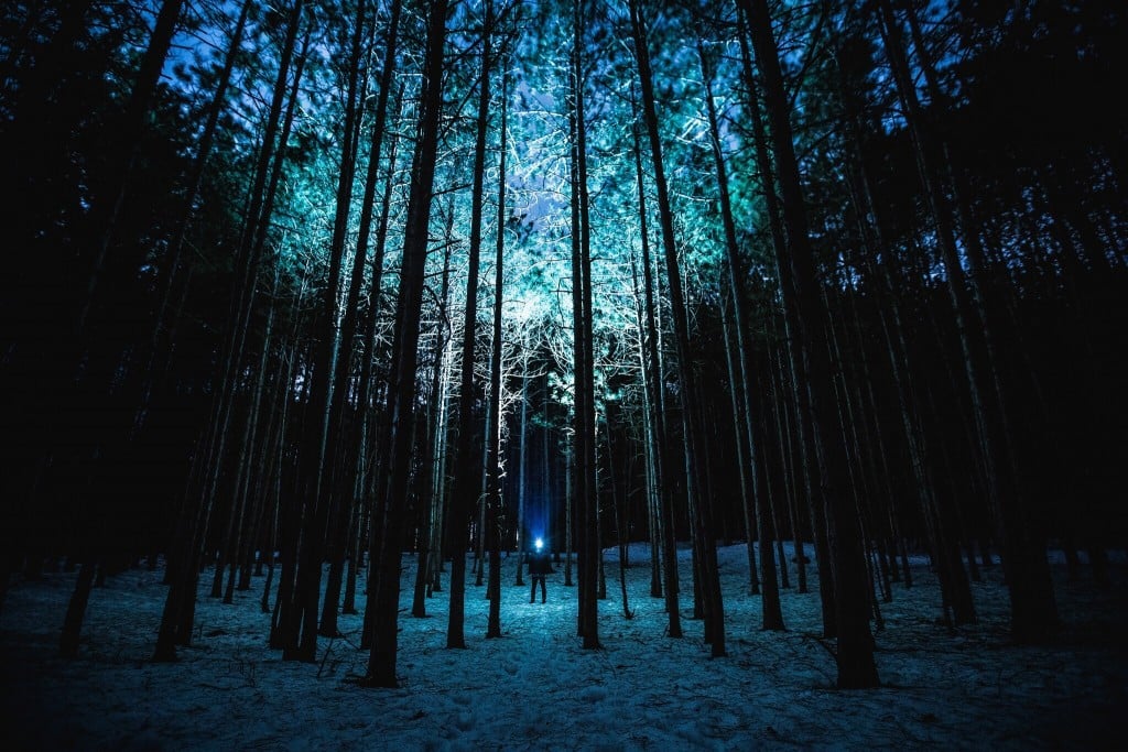 Forest at night