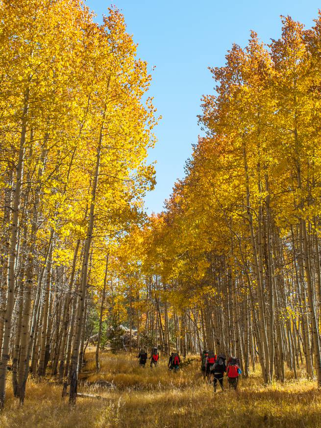 A student group backpacks under a golden canopy of aspen.