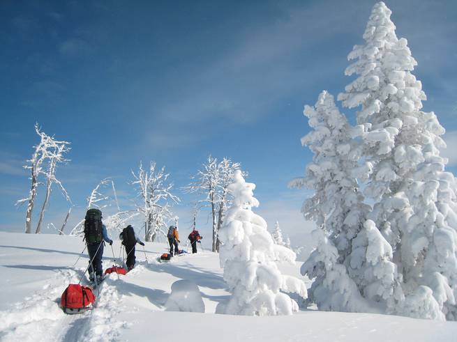 Four winter participants pull gear sleds uphill past snow-laden trees on a sunny day in Teton Valley.