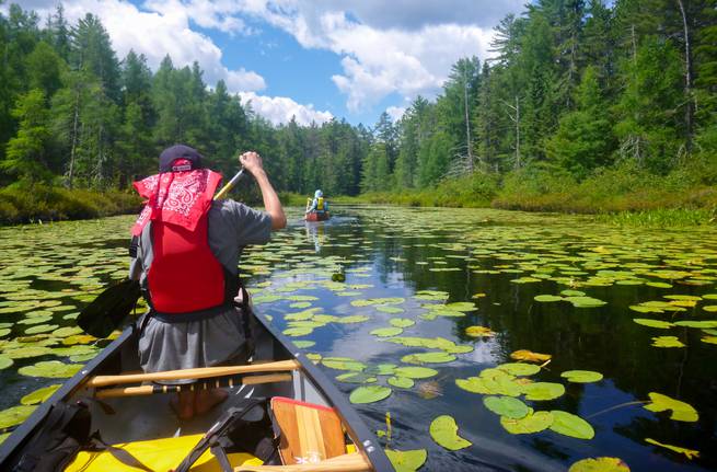 Students canoeing on a waterway in the Adirondacks surrounded by lily pads and lush green foliage.