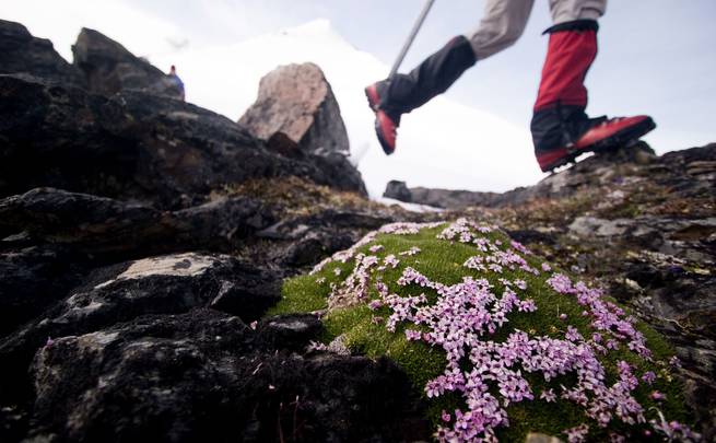 A close up of delicate alpine flowers with a hiker's feet and snowy mountain in the background.
