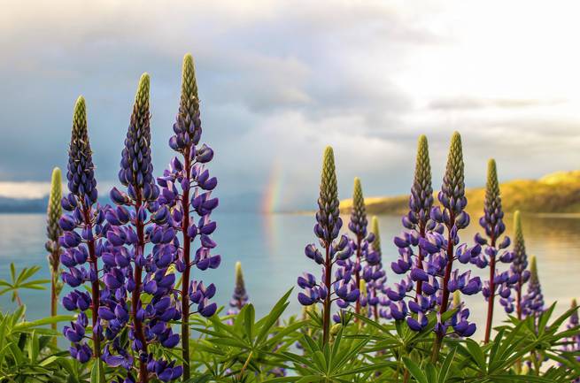 A student stops and takes in the flowers and rainbow in the Rocky Mountains.