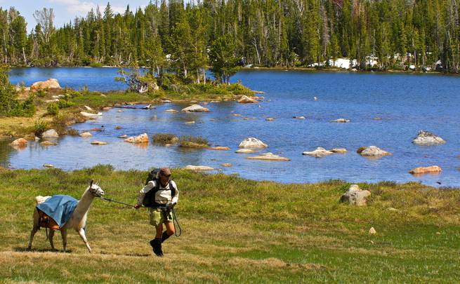 A student llama packing by a body of water in the Wind Rivers.