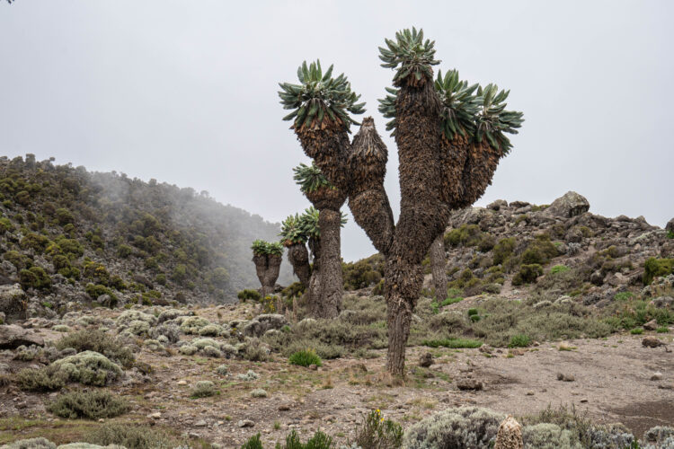 Photo Credit: Gia DeAngelis