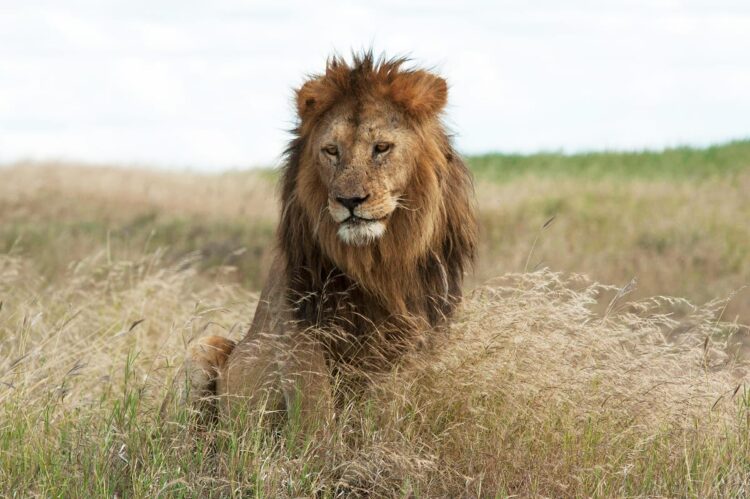 Photo by Michael Schmertzler