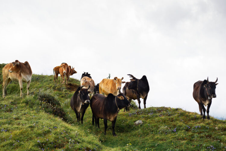 Photo credit: Tali Stopeck