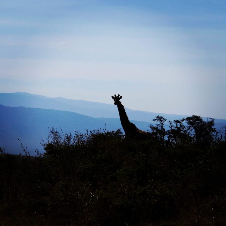 Photo by Robin Larson