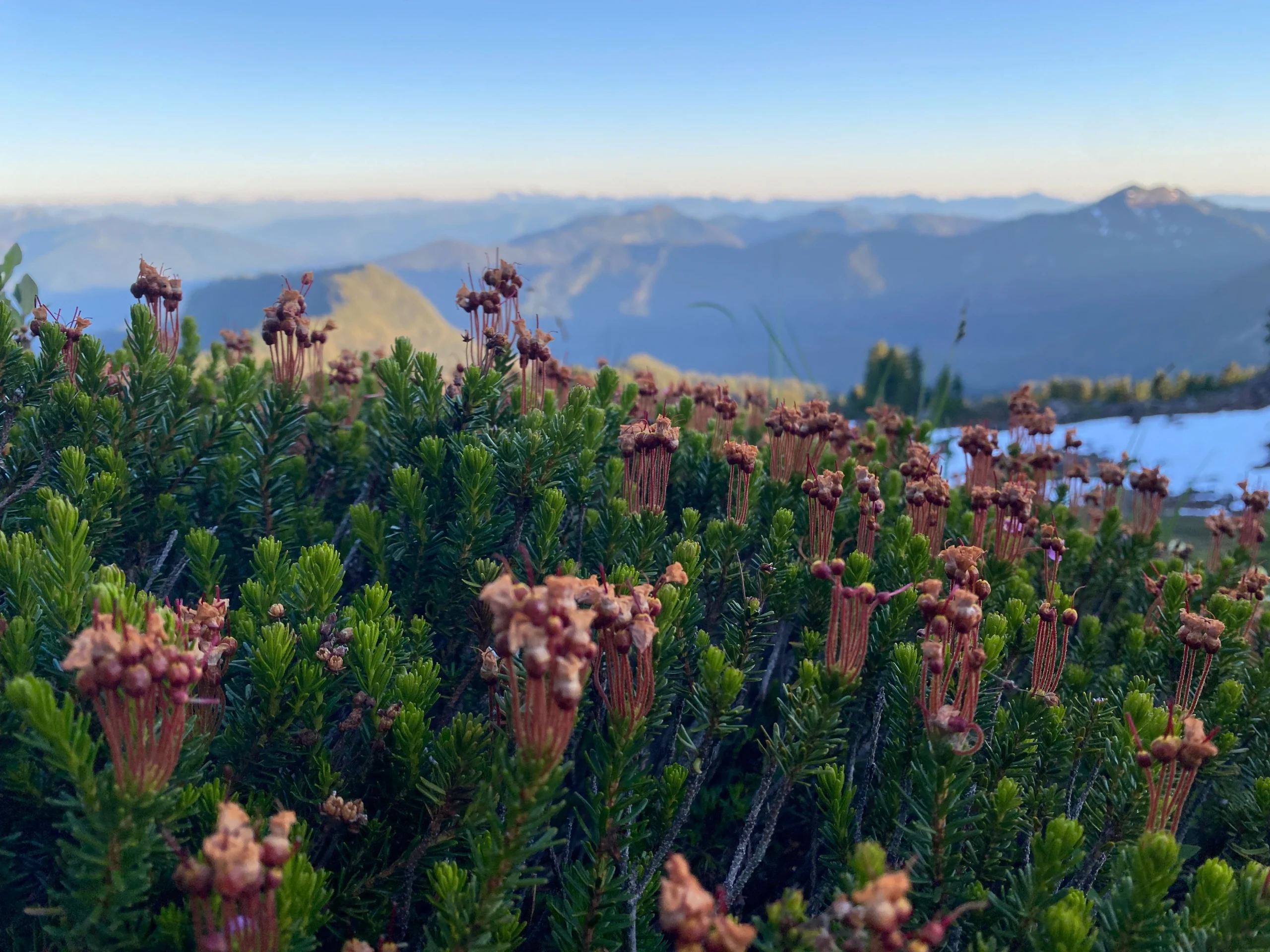 Pink and green flowers and plants up close with mountains in the background