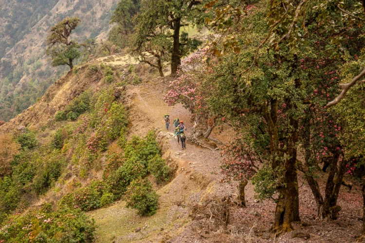 a group of hikers on a trail